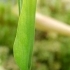 Sarracenia flava var rugelli -- Schlauchpflanze 